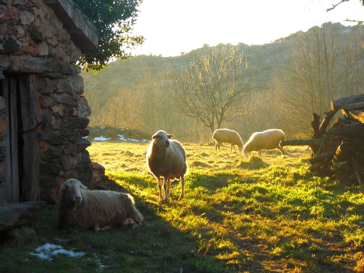 Al Viento, Alojamiento & Turismo Rural Pradena Del Rincon Extérieur photo